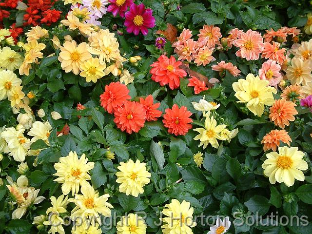 Dahlia Dwarf mixed